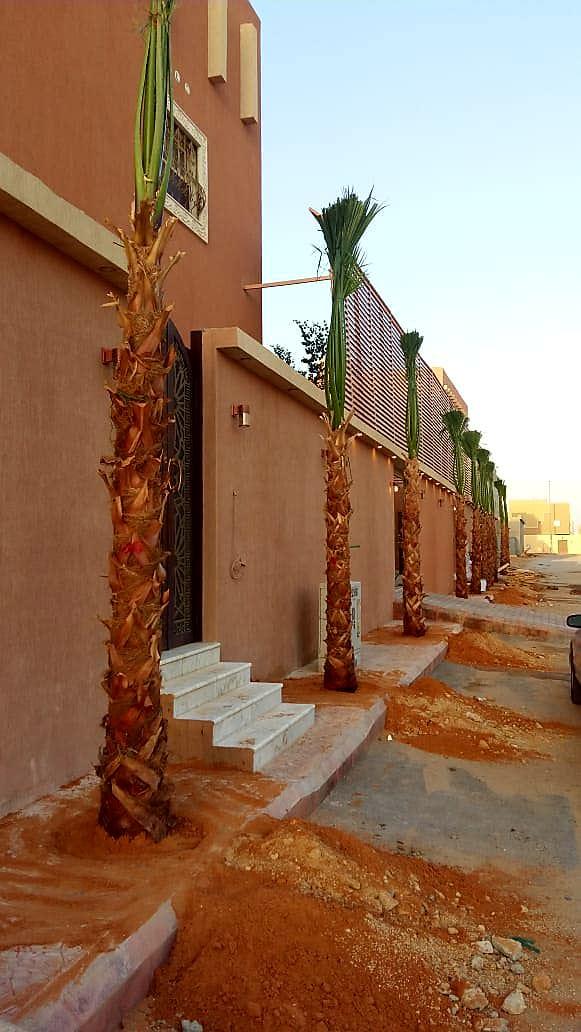 توريد النخيل وصيانته 